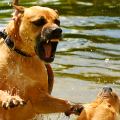 4F – Die Konfliktstrategien Deines Hundes