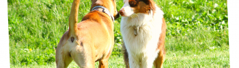 Körpersprache Hundebegegnungen - Annäherung an Artgenossen