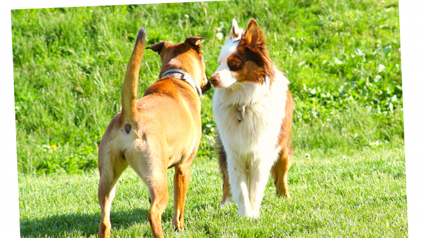 Körpersprache Hundebegegnungen - Annäherung an Artgenossen