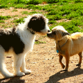 Körpersprache bei Hundebegegnungen