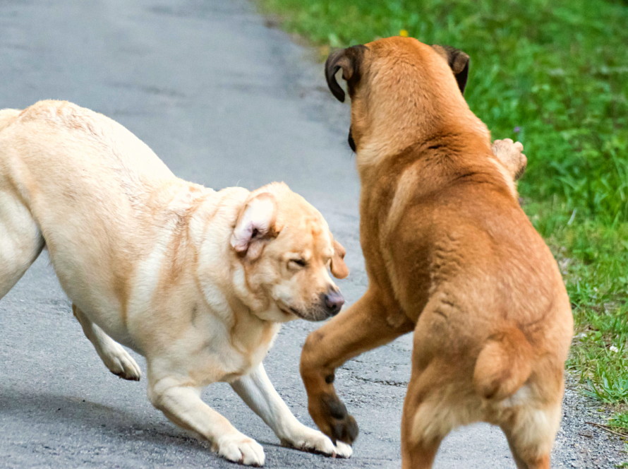 Piloerektion – Wenn Dein Hund eine Bürste hat